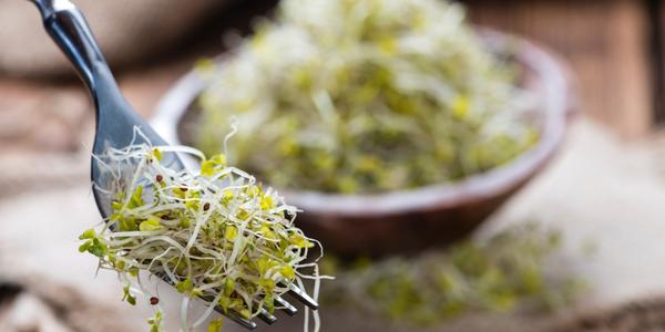 Fresh broccoli sprouts on a fork showing a simple daily serving for immune support